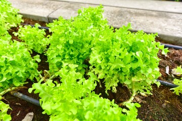 Farm Grown Lettuce at Organic Farm