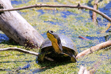 Blanding's Turtle - Emydoidea Blandingii, This Endangered Species Turtle Is Enjoying The Warmth Of The Sun Atop A Fallen Tree. The Surrounding Water Reflects The Turtle, Tree, And Summer Foliage.