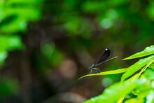 Blue Dragonfly On A Green Leaf