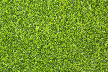 Canvas Print - top view green grass texture for background
