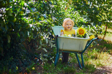 Wall Mural - Adorable toddler girl in straw hat sitting in wheelbarrow under apple tree and eating apples on a farm