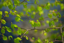 Light, Green Tree Leaves And Natural Blurred Gradient Background In Springtime. Toned Image. Shallow Depth Of Field.