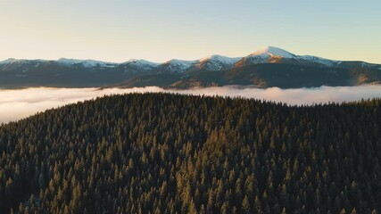 Wall Mural - Aerial view of vibrant sunrise over Carpathian mountain hills covered with evergreen spruce forest in autumn.