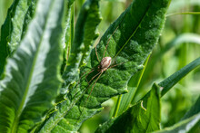 Black-brown Spider Hunting In A Green Meadow 