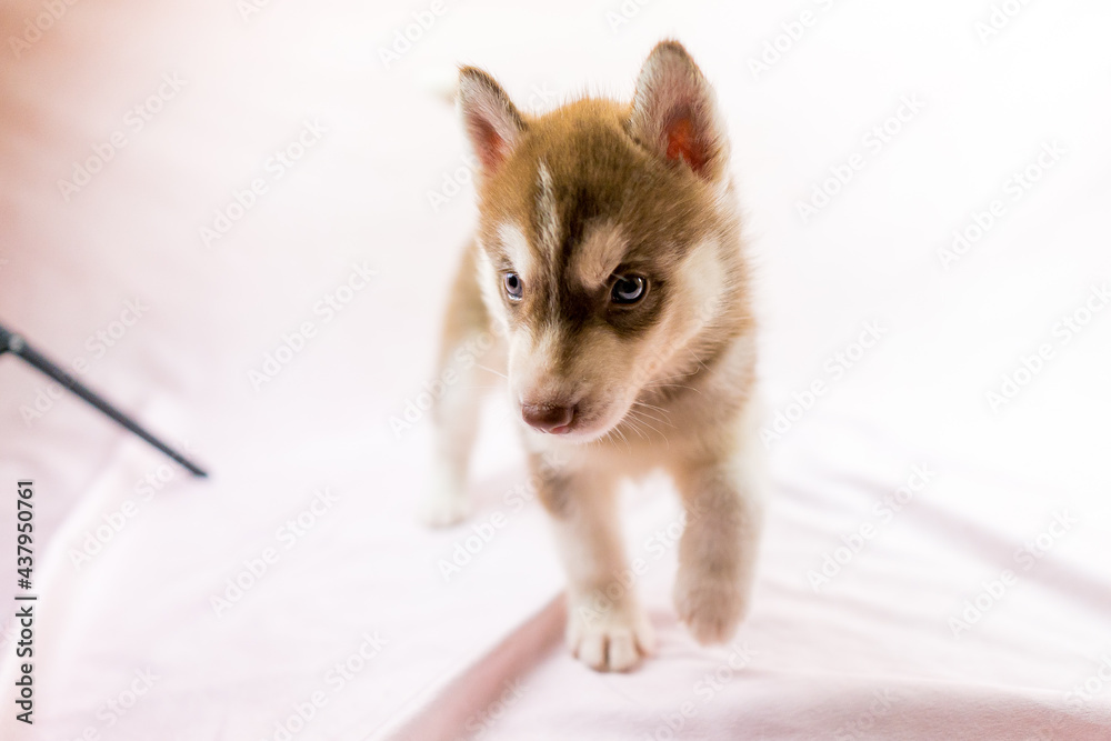 シベリアンハスキー 子犬 かわいい パピー オッドアイ ブルーアイ Wall Mural Tadogami