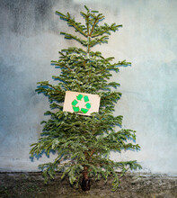 Recycle Sign On New Year Tree After Celebration