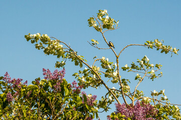 bird on a branch