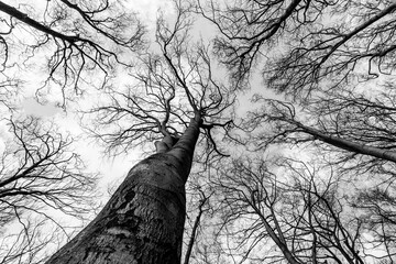 Up Tree view of beech tree against blue sky for natural layer nature texture backdrop wallpaper showing branches and twigs Silhouetted against bright sky.