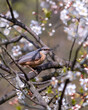 Nuthatch on a branch with blossoms in spring