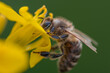 bee on yellow flower. Macro. Close up shot. 