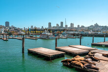 Pier 39 With Sea Lions,  San Francisco Fisherman's Wharf, California, USA