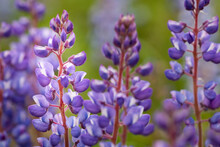 Macro Wild Violet Lupine Flowers Blooming In Prairie Restoration
