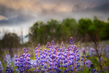 Wall Mural - Wild violet lupine flowers blooming in prairie restoration. Landscape with trees and clouds in background
