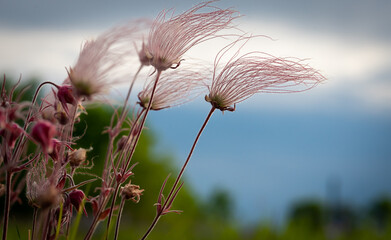 Prairie smoke wild flowers in a natural prairie restoration with blue sky and clouds in background. Geum triflorum. They open after pollination. 