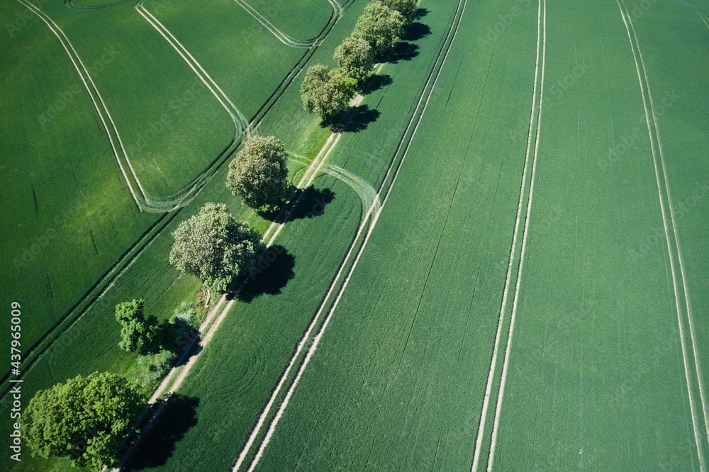 krajobraz pole z drzewami lato dron - obrazy, fototapety, plakaty 