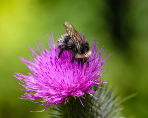 Wall Mural - Wet bumblebee collects nectar on pink sow thistle flower