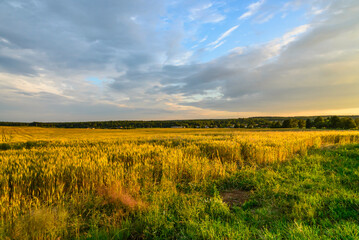 Landscape with a yellow field of ripe rye on sunny evening