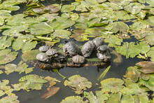 Eleven Red-eared Turtles Sit On Green Island In A Pond Covered With Leaves Of Nymphs And Lotuses