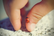 Beautiful Lady Bug Walking On A Hand Of A Child.