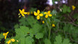 Glistnik, jaskółcze ziele, roślina z żółtymi kwiatami w rozkwicie i zielonymi liścmi
