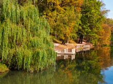 Beautiful Autumn Landscape With A Large Spreading Willow By The Water.