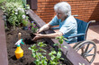 old woman in wheelchair planting flowers in small terrace garden