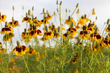 Mexican Hats, Wildflowers In A Field, Blue Sky Background