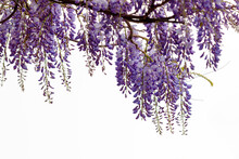 Selective Focus Of Purple Flowers Wisteria Sinensis Or Blue Rain, Chinese Wisteria Is Species Of Flowering Plant In The Pea Family, Its Twisting Stems And Masses Of Scented Flowers In Hanging Racemes.