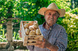 © carballo - senior with box of potatoes from the harvest of the orchard