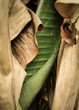 Banana tree leaf
