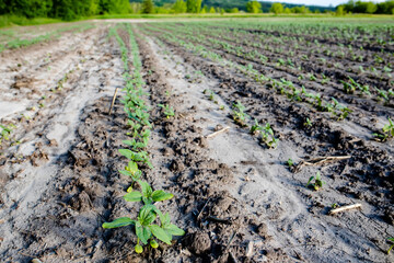 Sunflower sprouts growing out from soil on a farmy organic field. Industrial cultivation of sunflowers in warm regions for oil production, poultry feed