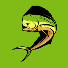 Mahi Mahi Fish Vector Illustration