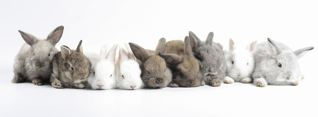 Wall Mural - Young adorable bunny sits on white background. Cute baby rabbit for Easter and new born celebretion.  1  month pet