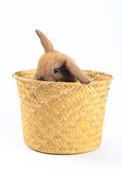 Wall Mural - Young adorable bunny sits on white background. Cute baby rabbit for Easter and new born celebretion.  1  month pet