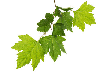 Maple branch with young green leaves, isolated on white background