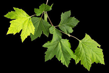 maple branch with young green leaves, isolated on black background