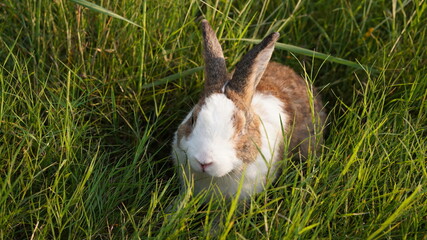 Rabbit in green field and farm way. Lovely and lively bunny in nature with happiness. Hare in the forest.