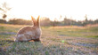 Rabbit in grass field in nautre. Bunny play lively in forest in sunset safely.