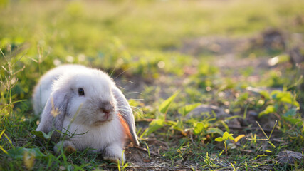 Rabbit in green field and farm way. Lovely and lively bunny in nature with happiness. Young rabbit in forest.