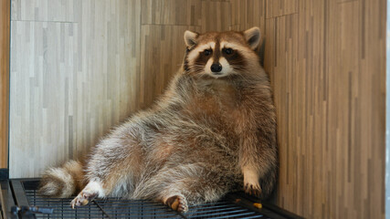 Wall Mural - Raccoon, furry fat funny animal with short ears and long tail. medium-sized mammal native to North America.