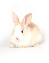 Young adorable bunny stand on white background. Cute baby rabbit for Easter and new born celebretion.  1  month pet