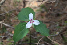 Painted Trillium Flower At Baxter State Park On The Helon Taylor Trail