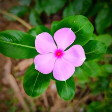 Beautiful Purple Catharanthus Roseus In The Garden. Catharanthus Roseus, Cape Periwinkle, Graveyard Plant, Madagascar Periwinkle, Old Maid, Pink Periwinkle, Rose Periwinkle