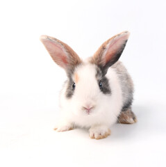 Young adorable bunny sits on white background. Cute baby rabbit for Easter and new born celebretion.  2 months pet