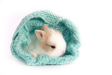 Wall Mural - Little cute baby rabbit with small brown ears in green yarn kntting cloth on white background. Baby adorable bunny.