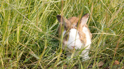 Rabbit in green field and farm way. Lovely and lively bunny in nature with happiness. Hare in the forest.