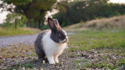 Rabbit in green field and farm way. Lovely and lively bunny in nature with happiness. Hare in the forest.