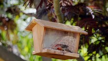Red Headed Finch Eating Seed In Slow Motion 