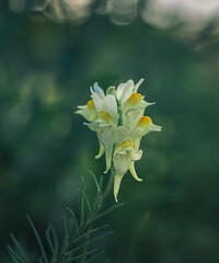 Wild flowers