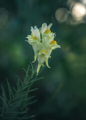 Wild flowers